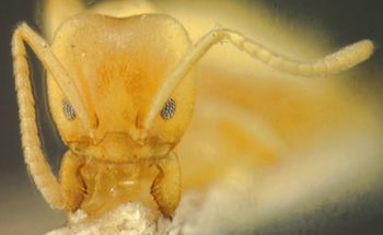 Media type: image; Entomology 21286   Aspect: head frontal view